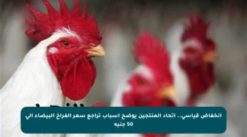 انخفاض قياسي.. اتحاد المنتجين يوضح أسباب تراجع سعر الفراخ البيضاء إلى 50 جنيه